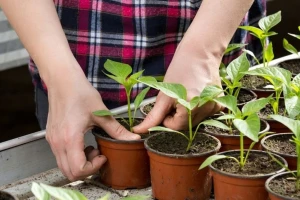 Za dobar imunitet rasada obratiti pažnju na način i učestalost zalivanja
