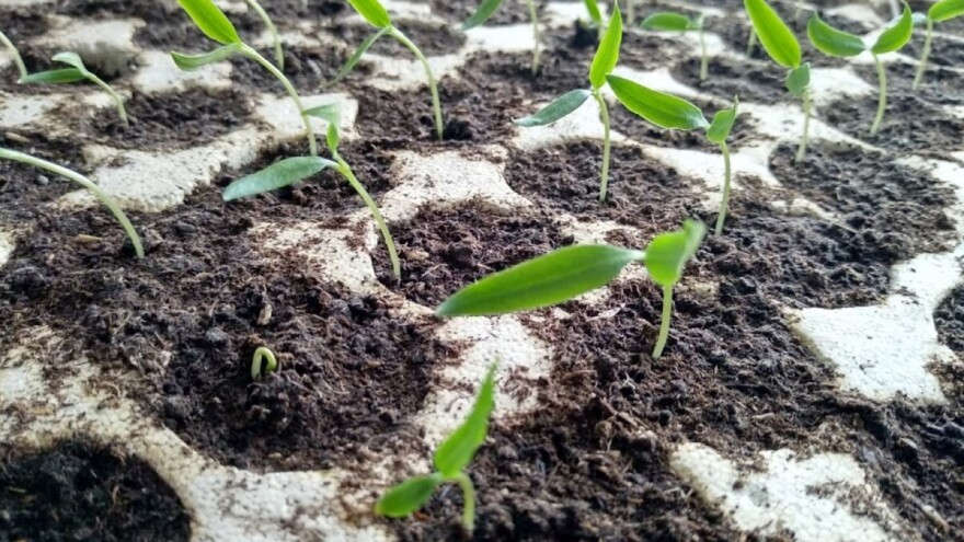 Suzbijte štetočine rasada bijelim lukom, šibicama i korom narandže