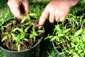 Pikiranjem rasada do ujednačenijeg rasta, ranije berbe i većeg prinosa