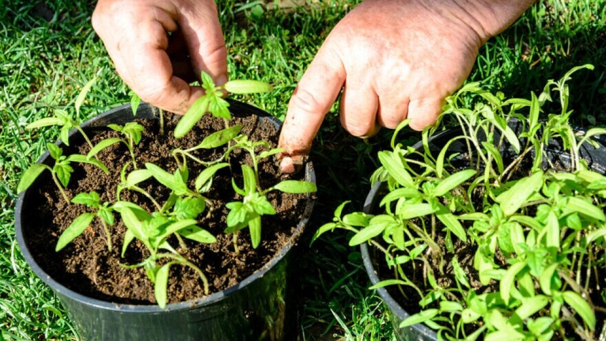 Pikiranjem rasada do ujednačenijeg rasta, ranije berbe i većeg prinosa