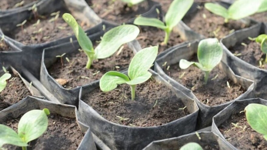 Uzgoj tikvica: Sjetva presadnica u aprilu za raniju berbu