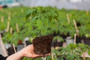 Sačuvajte kvalitet presadnica - zaštitite ih od lisnih vaši i tripsa