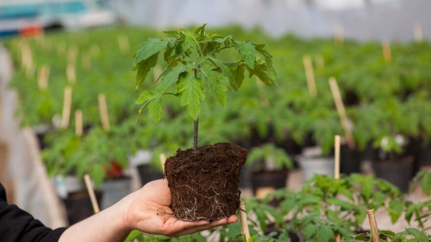 Sačuvajte kvalitet presadnica - zaštitite ih od lisnih vaši i tripsa
