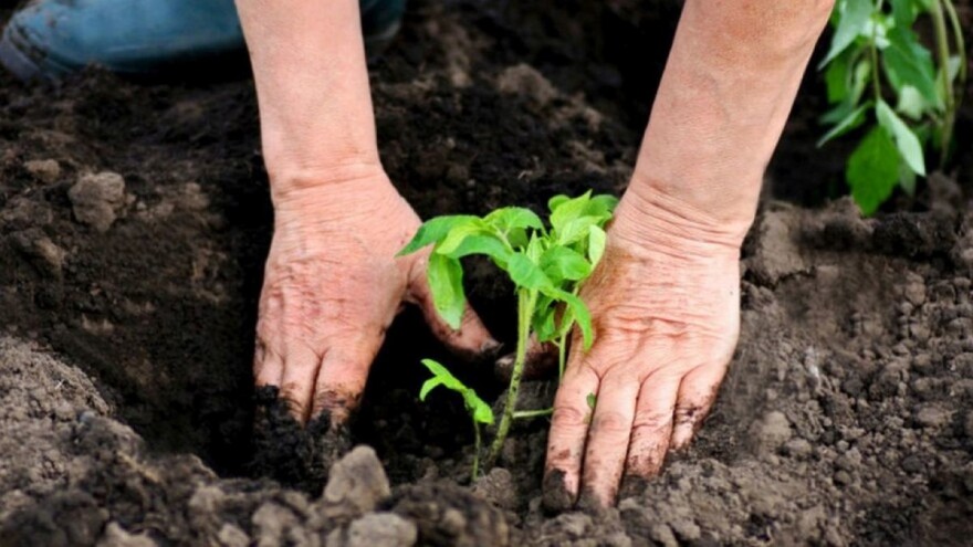 Iduće sedmice podijela besplatnog rasada