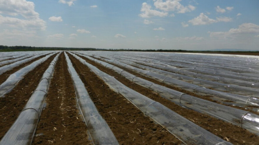 Oporavak useva i spora setva