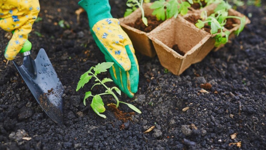 Kako uspešno gajiti papriku i paradajz na malim površinama
