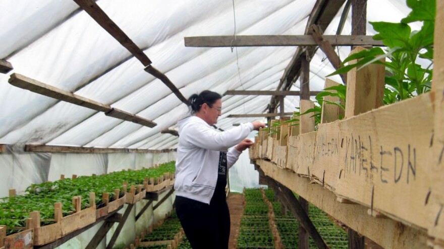 Proizvodnja rasada - specifičan, ali isplativ posao