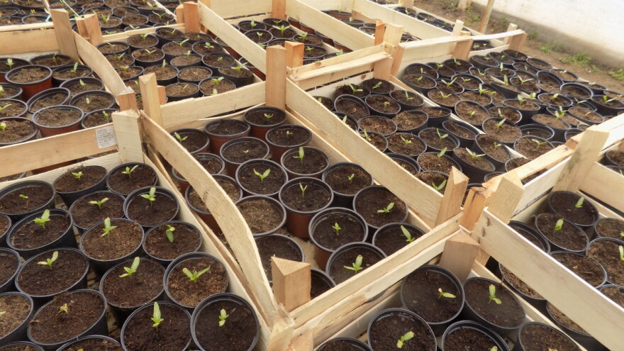 Potrebni su zdravstveni pregledi rasada paprike i paradajza