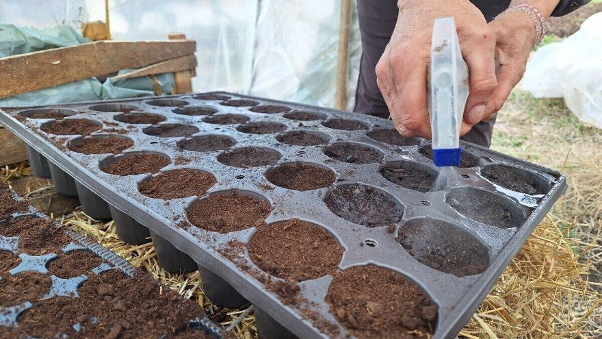 Evo nekoliko važnih savjeta za uspješnu proizvodnju rasada paradajza