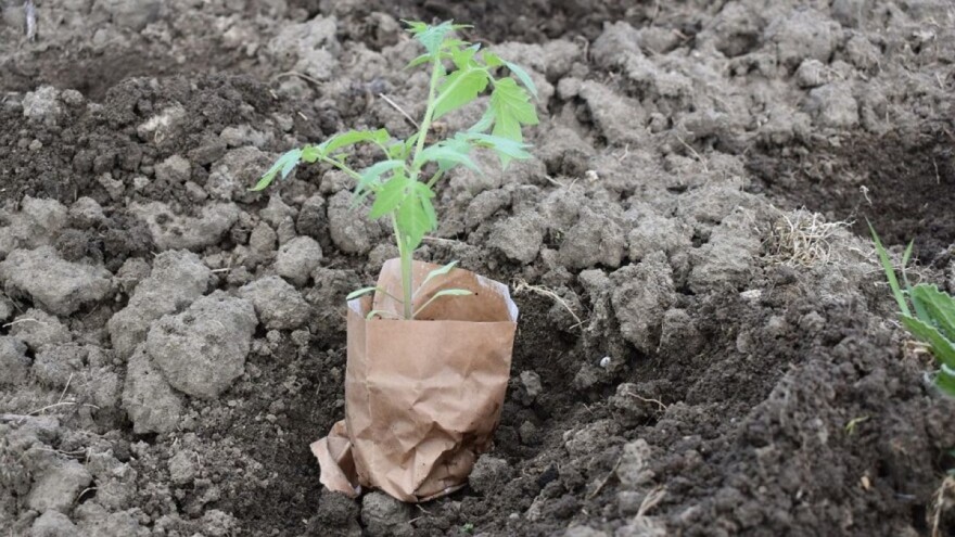 Pomoću papira zaštitite rasad od štetočina i gubitka vlage - i još par trikova