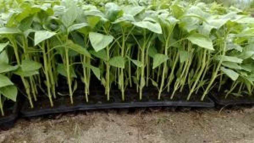 Zaštitite presadnice u plastenicima