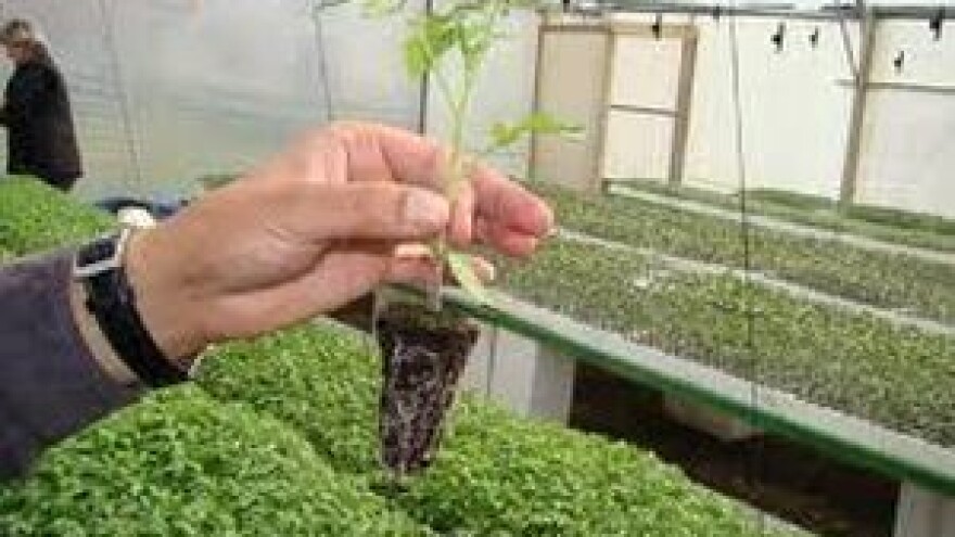 Preventivno zaštitite rasadu u plastenicima