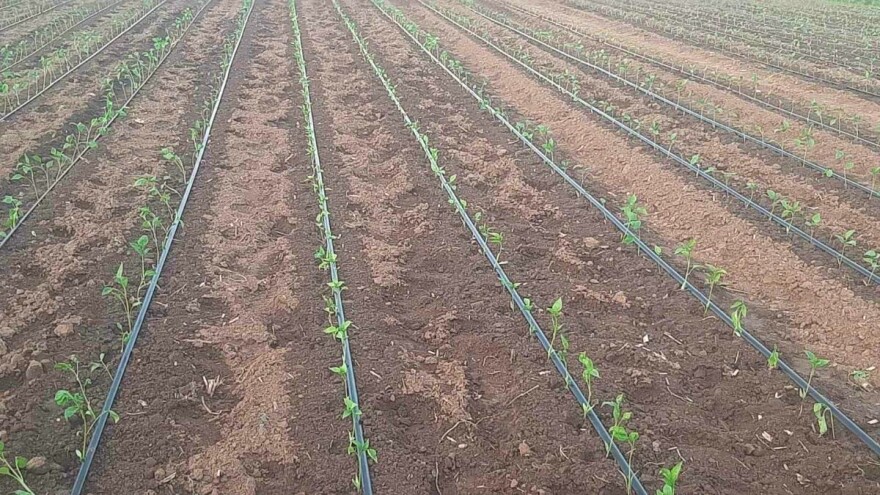 Papriku ugrožavaju vaši - reagujte na vreme