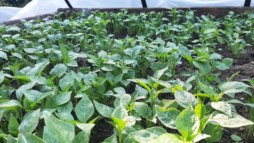 Pokazatelji kvalitetnog rasada, kada (ne)kaliti?