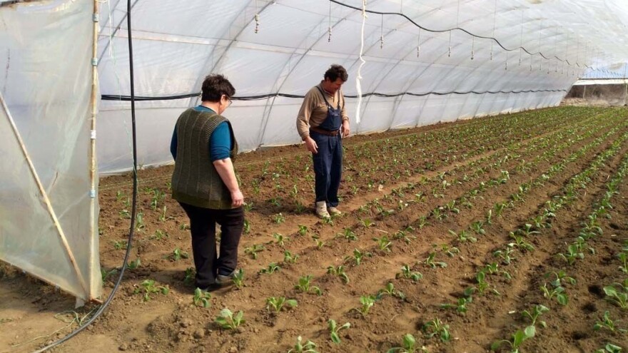 Što je pored kvalitetnog sjemena, potrebno za proizvodnju presadnica ranog kupusa?