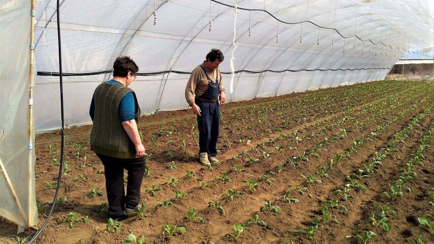 Kako rasaditi kupus na pravi način?