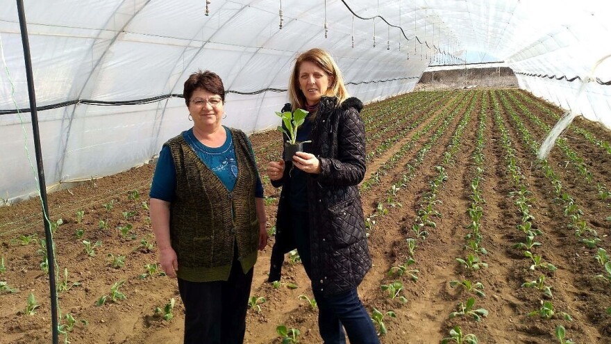 Rasađivanje ranog kupusa