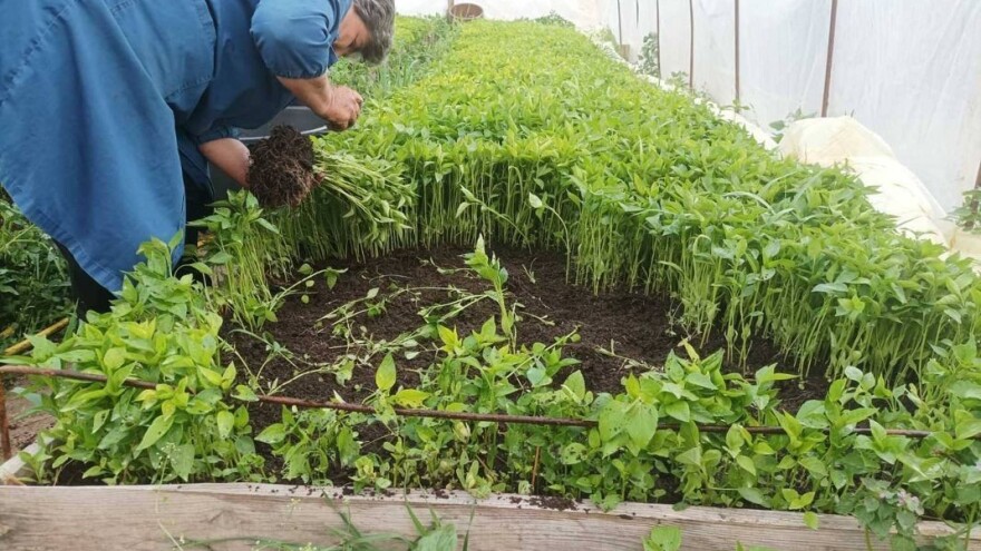 Do novog rekorda uz primenu "azbuke" o proizvodnji paprike