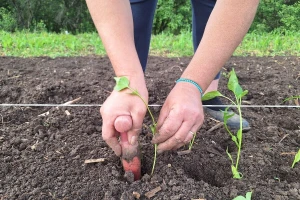 Rasađivanje paprike i paradajza na otvorenom polju: Dobra priprema i kaljenje
