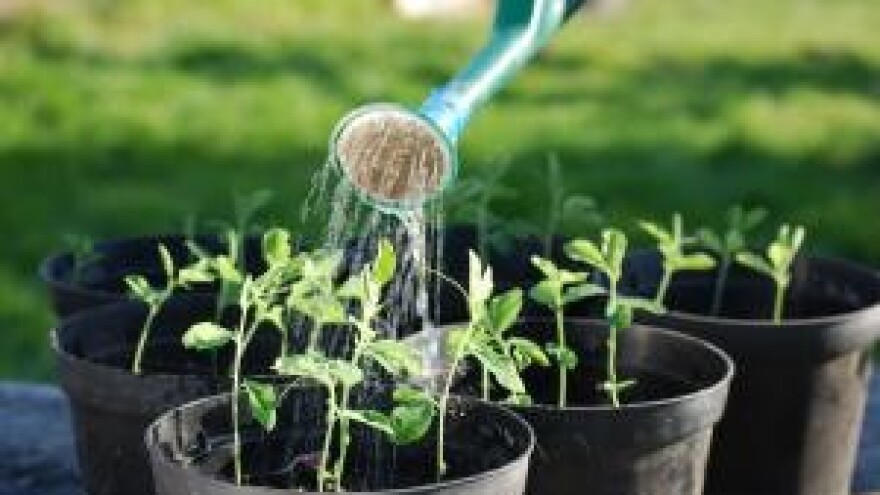 Zaštitite rasadu povrća i cvijeća u plastenicima
