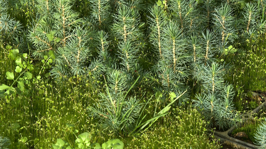 Pančićeva omorika je endem Podrinja - gdje nabaviti sadnice s "pasošem"?