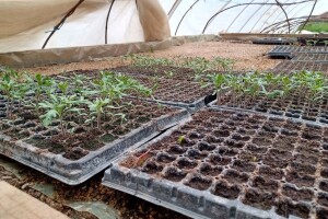 Plastenički uzgoj povrća isplativ, samo treba ispoštovati sve potrebne mjere