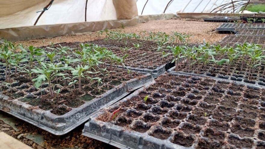 Kako izgleda tradicija povrtarskog uzgoja sa savremenim metodama?