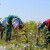 Kakvo je stanje domaće proizvodnje voćnih i sadnica vinove loze?