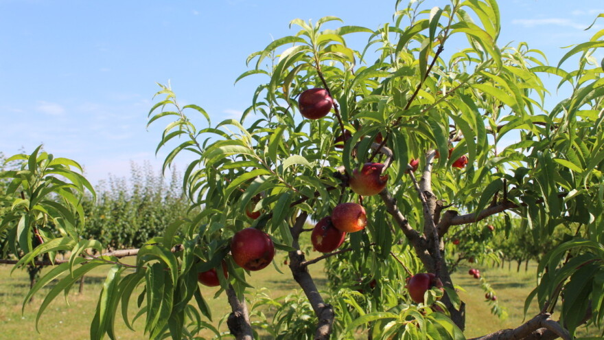 Pale proizvođačke cijene jagoda i jabuka?