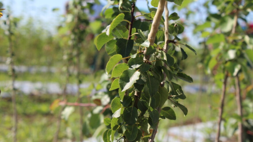 Proširen popis poljoprivrednih proizvodnji za koje je moguće sufinanciranje police osiguranja