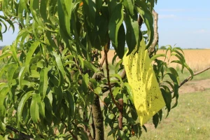 Vrijeme je za postavljanje feromonskih, vizualnih i hranidbenih klopki u trajne nasade