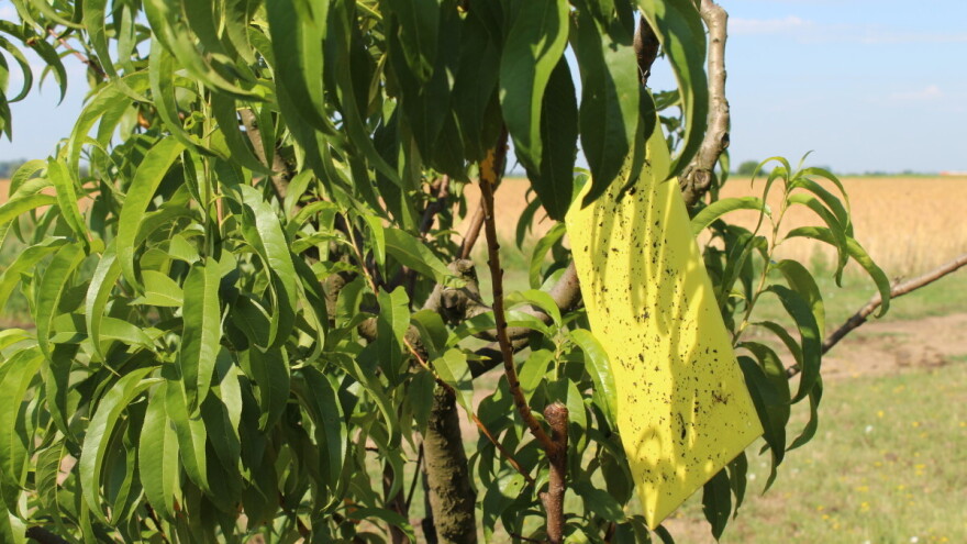 Vrijeme je za postavljanje feromonskih, vizualnih i hranidbenih klopki u trajne nasade