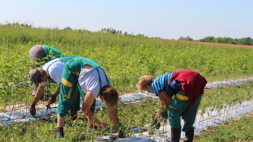 Realni dohodak u poljoprivredi ove godine pao za preko šest posto