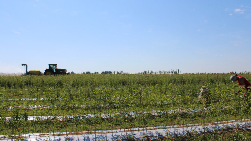 Kako ponovno pokrenuti voćarstvo i povrtlarstvo u Hrvatskoj?