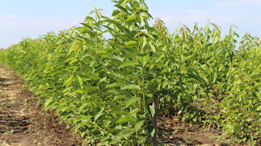 Program potpore za održavanje matičnih nasada u javnom savjetovanju