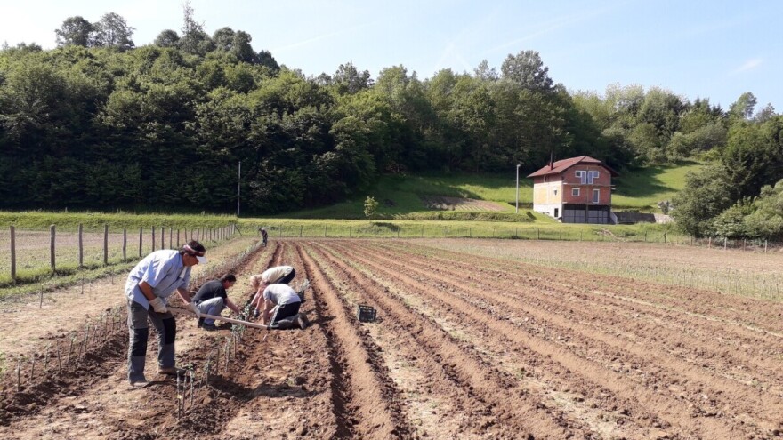 Ninići povadili 2.500 sadnica voća kako bi ih spasili od poplava i ponovo posadili