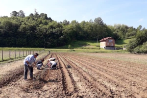 Povadili 2.500 sadnica voća kako bi ih spasili od poplava i ponovo posadili