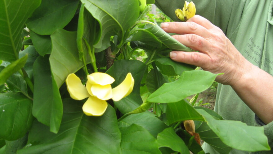 U porodičnom rasadniku Stanojčić cveta 60 vrsta magnolija