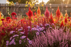 Rascvjetali vrt i u rujnu