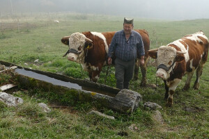 Kupio volove samo da ih gleda: "Mnogi se raspituju za Goluba i Šaronju, ali ih ne dam"
