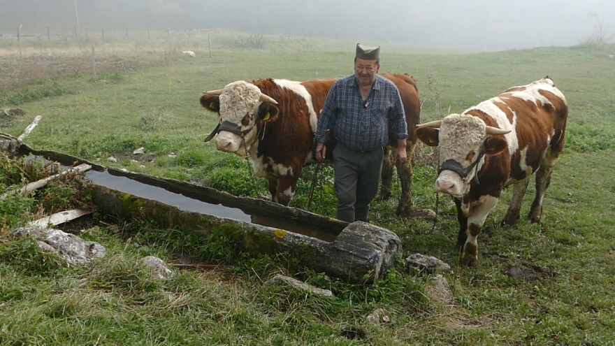 Kupio volove samo da ih gleda: "Mnogi se raspituju za Goluba i Šaronju, ali ih ne dam"