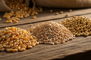 Rasla cena kukuruza i soje, cena pšenice stabilna