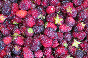 Rekordan izvoz smrznute maline iz Ukrajine