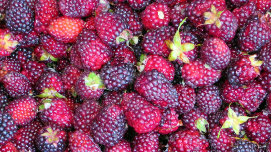 Rekordan izvoz smrznute maline iz Ukrajine