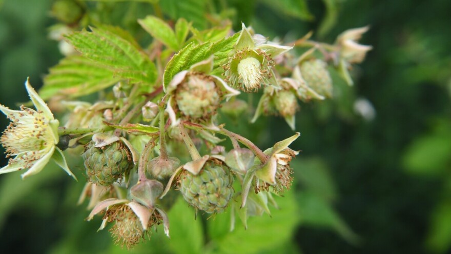 Malina samo što nije - cijena ove godine veća za 70 feninga?