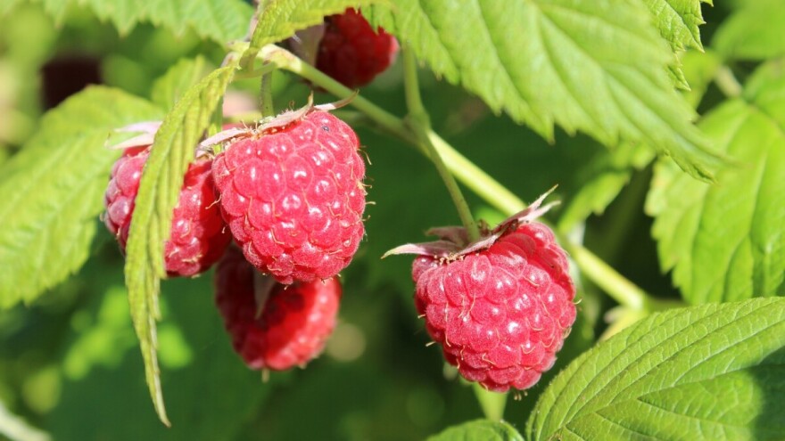 Zagarantovana cijena malina ohrabrila bi malinare da povećaju proizvodnju