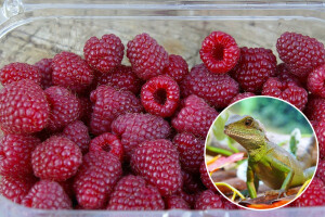 U kutijici s malinama pronašla živog guštera