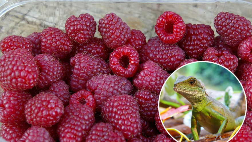 U kutijici s malinama pronašla živog guštera