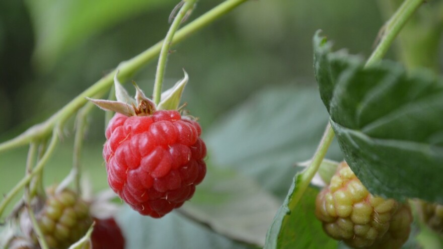 Mijenja se Pravilnik o načinu i uslovima ostvarenja novčane podrške po modelu poticaja proizvodnji