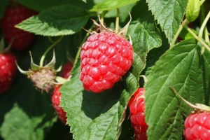 Dogovor postignut - cena maline 160 din/kg